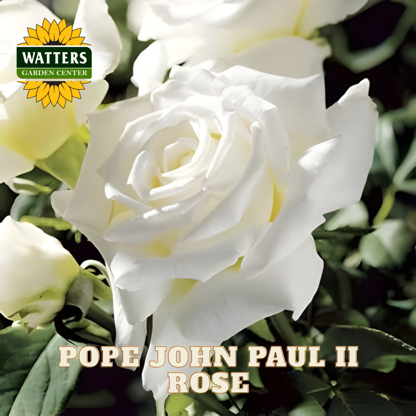 White roses with green leaves and Watters Garden Center logo.