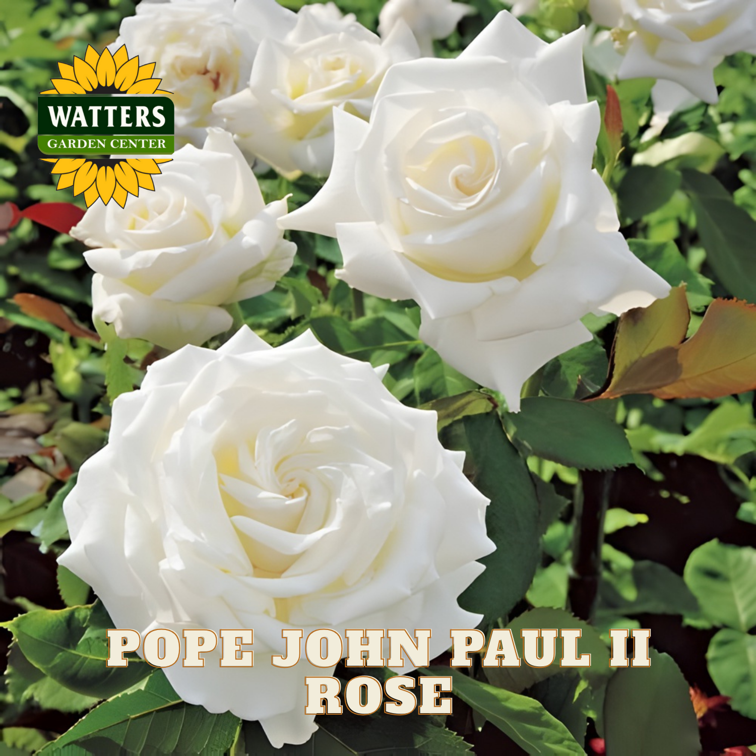 White roses with green leaves and Watters Garden Center logo.