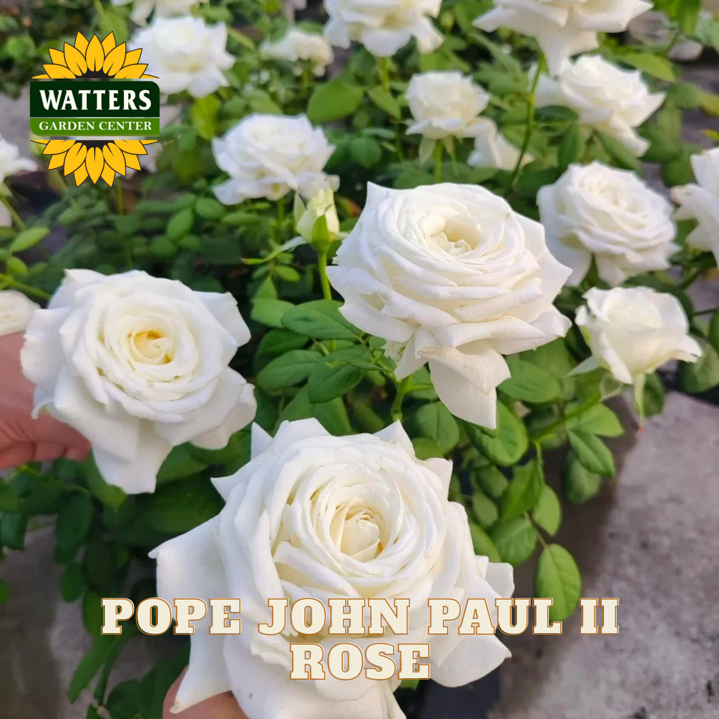 White roses with 'Watters Garden Center' logo and 'Pope John Paul II Rose' text.