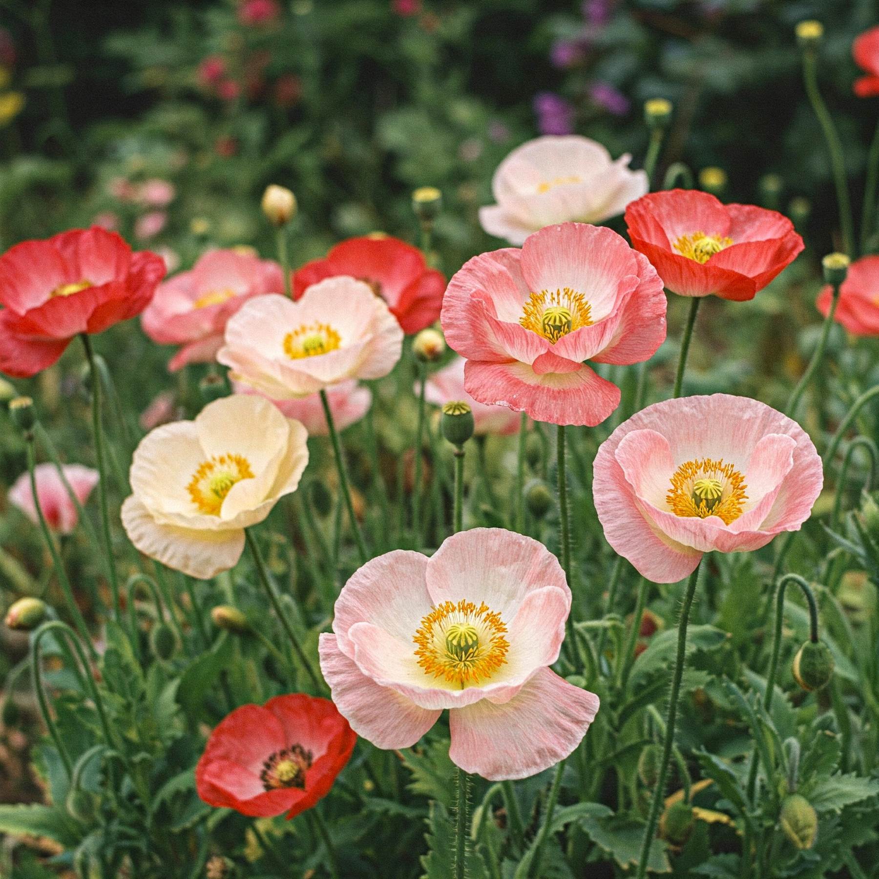 Poppy Mix Seed – Watters Garden Center