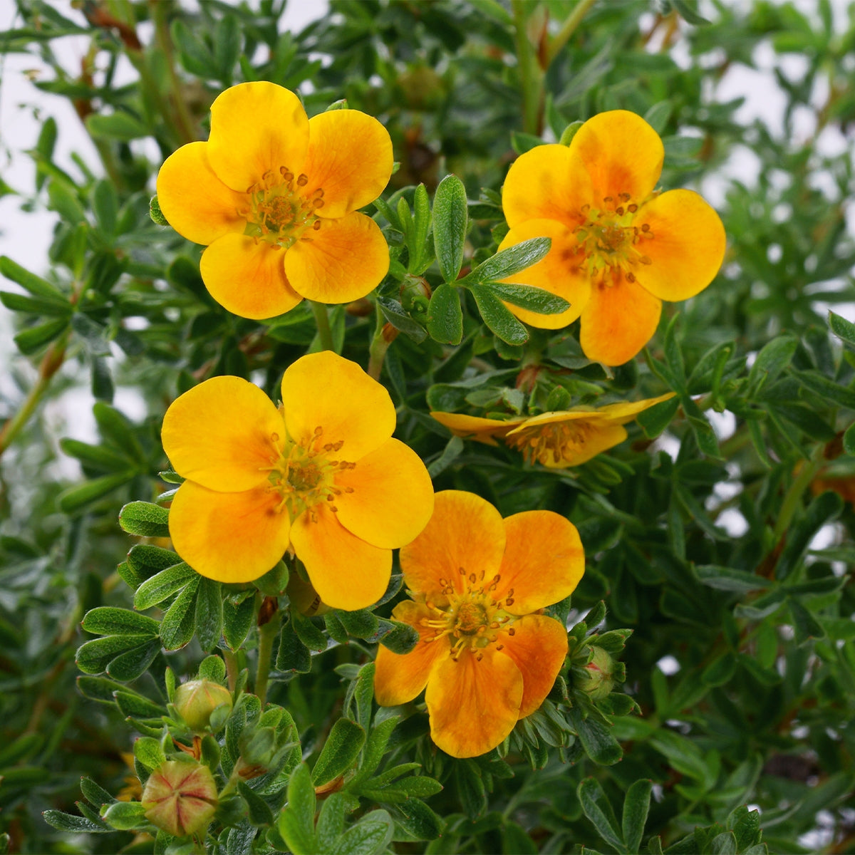MANDARIN TANGO POTENTILLA 2gal