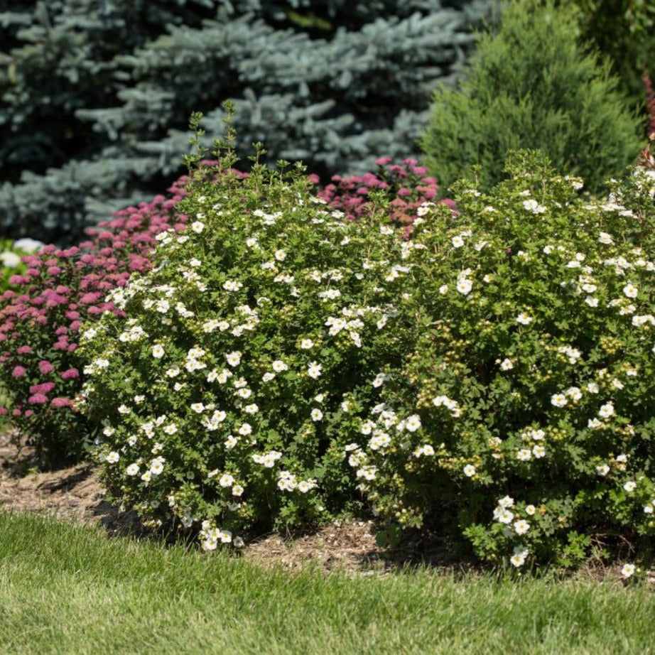 CREME BRULEE POTENTILLA 3gal