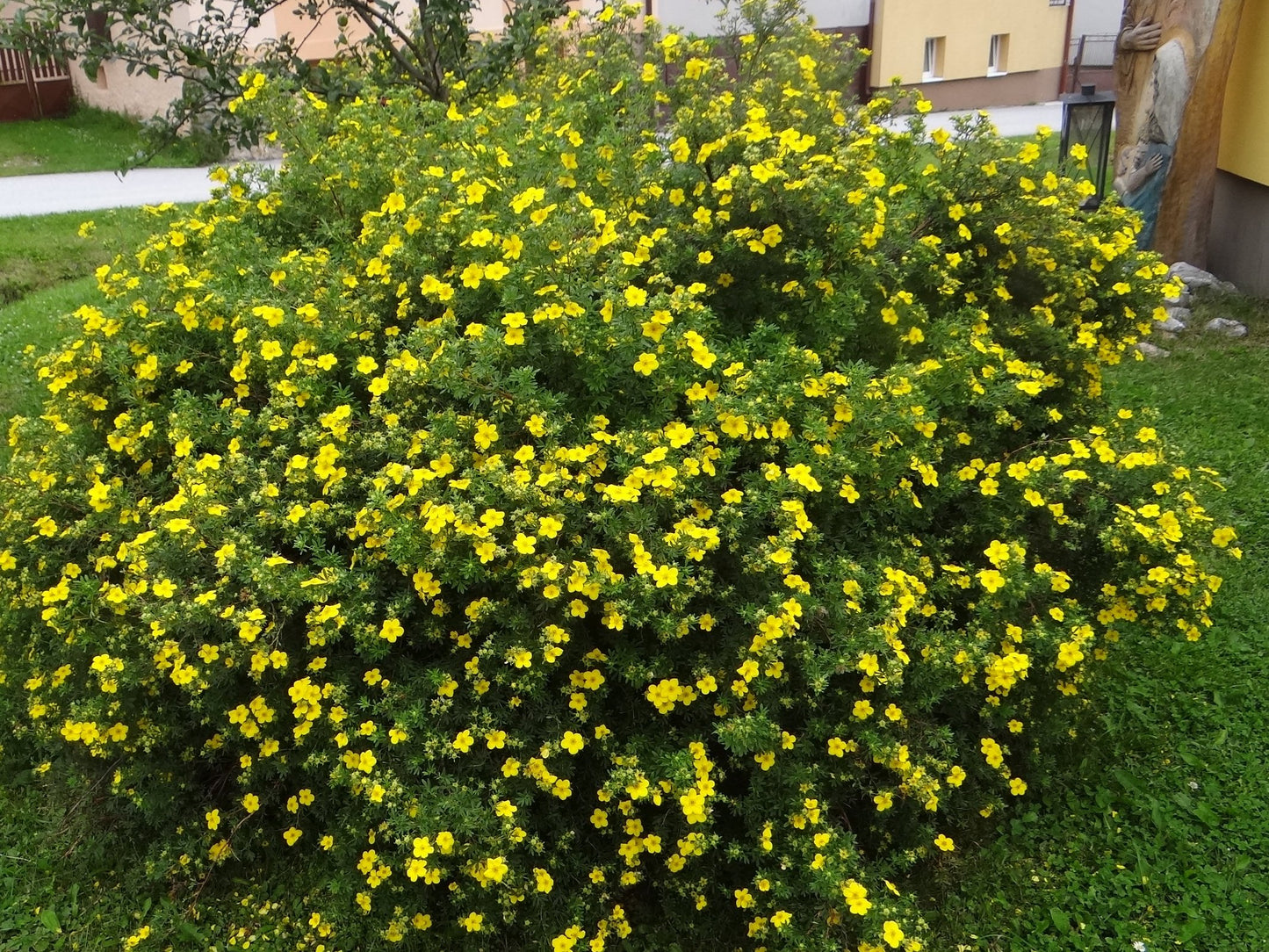 GOLD STAR POTENTILLA 2gal