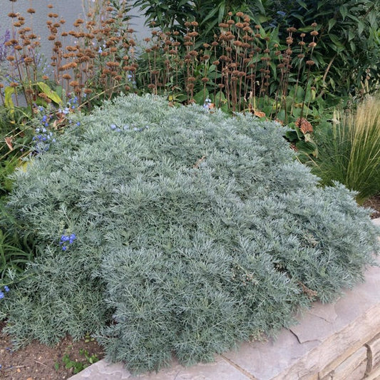 POWIS CASTLE WORMWOOD 1gal