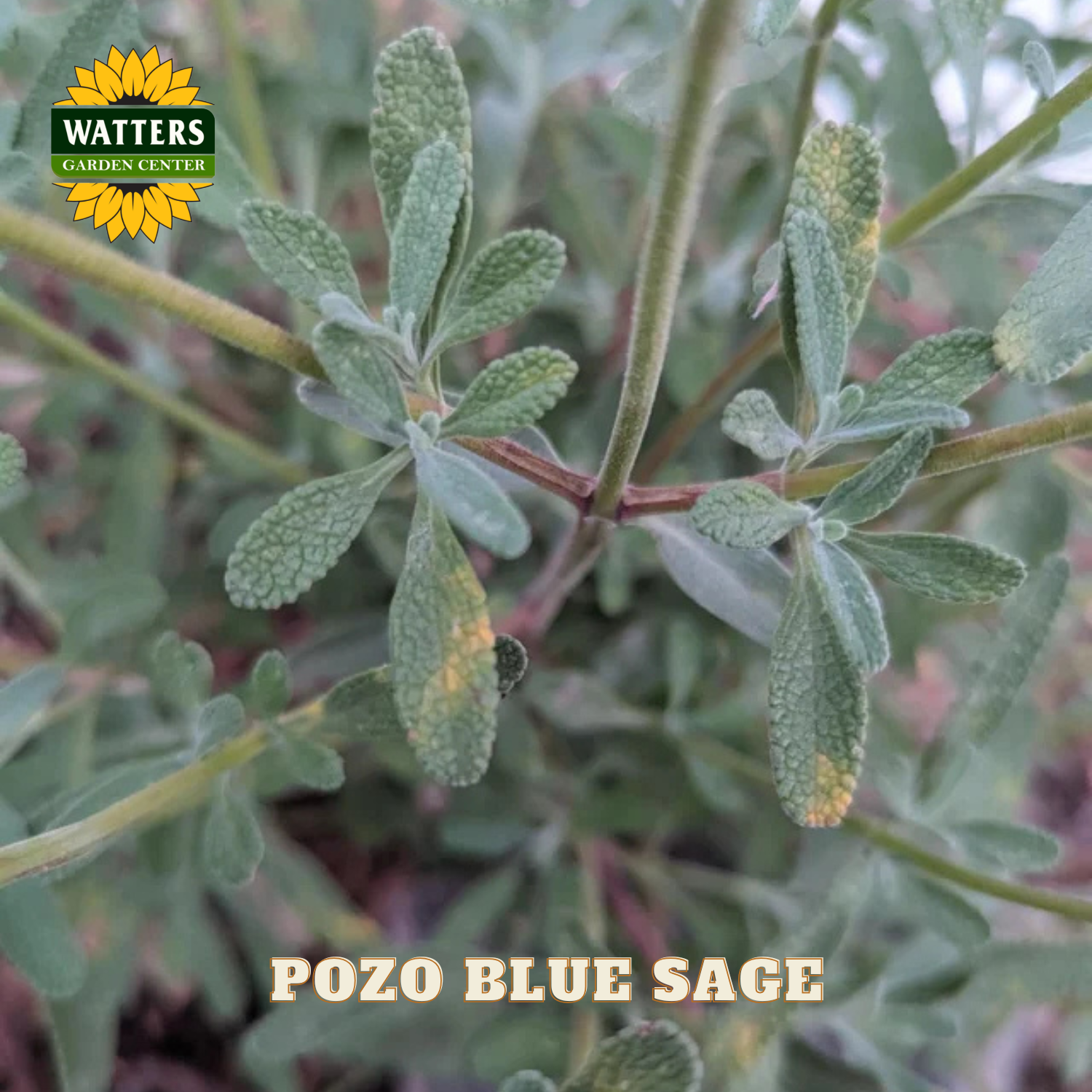 Pozo Blue Sage plant with Watters Garden Center logo