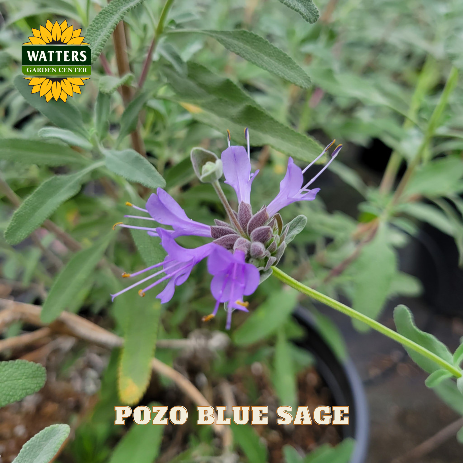 Pozo Blue Sage plant with purple flowers and green leaves, branded with Watters Garden Center.