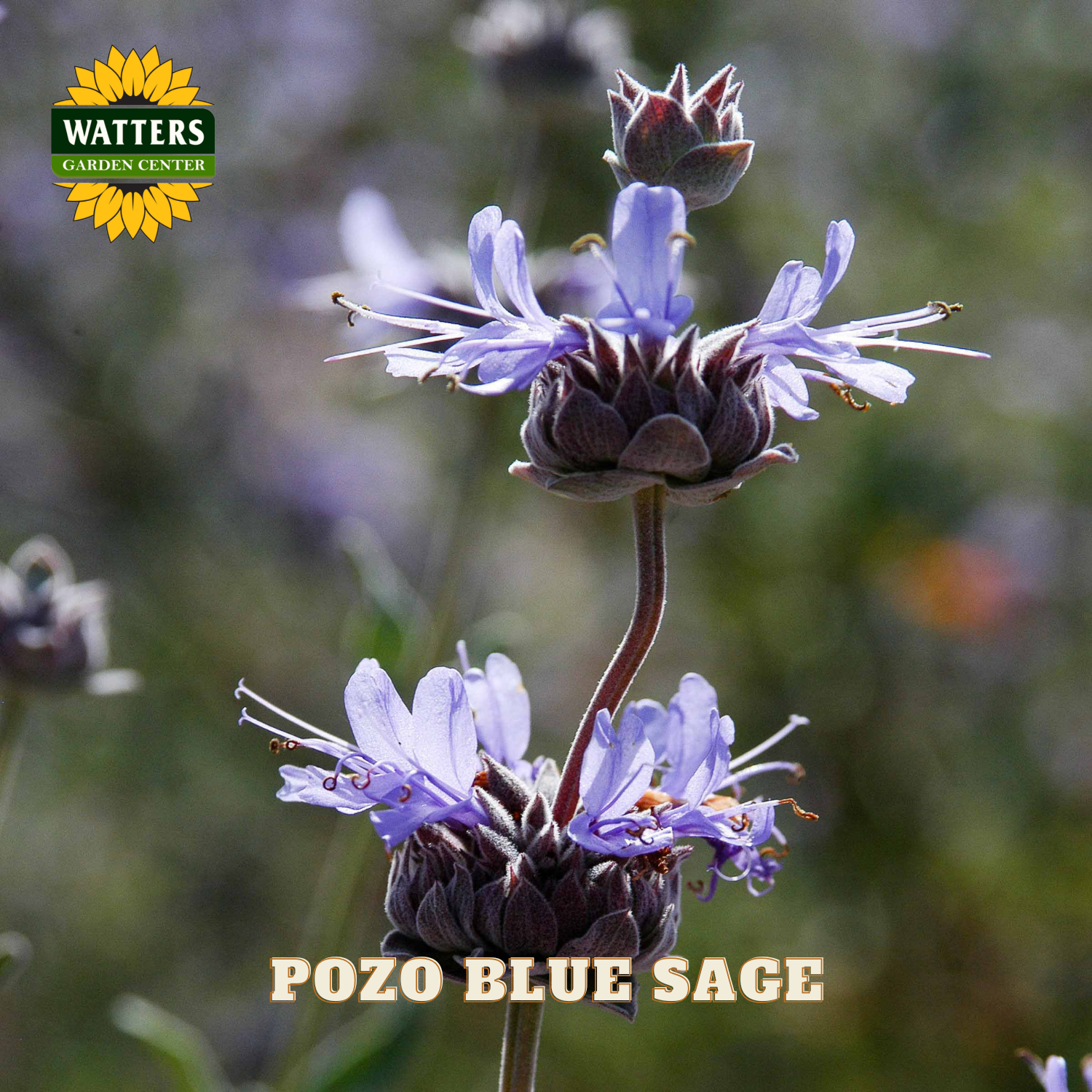 Pozo Blue Sage flowers with Watters Garden Center logo in the corner.