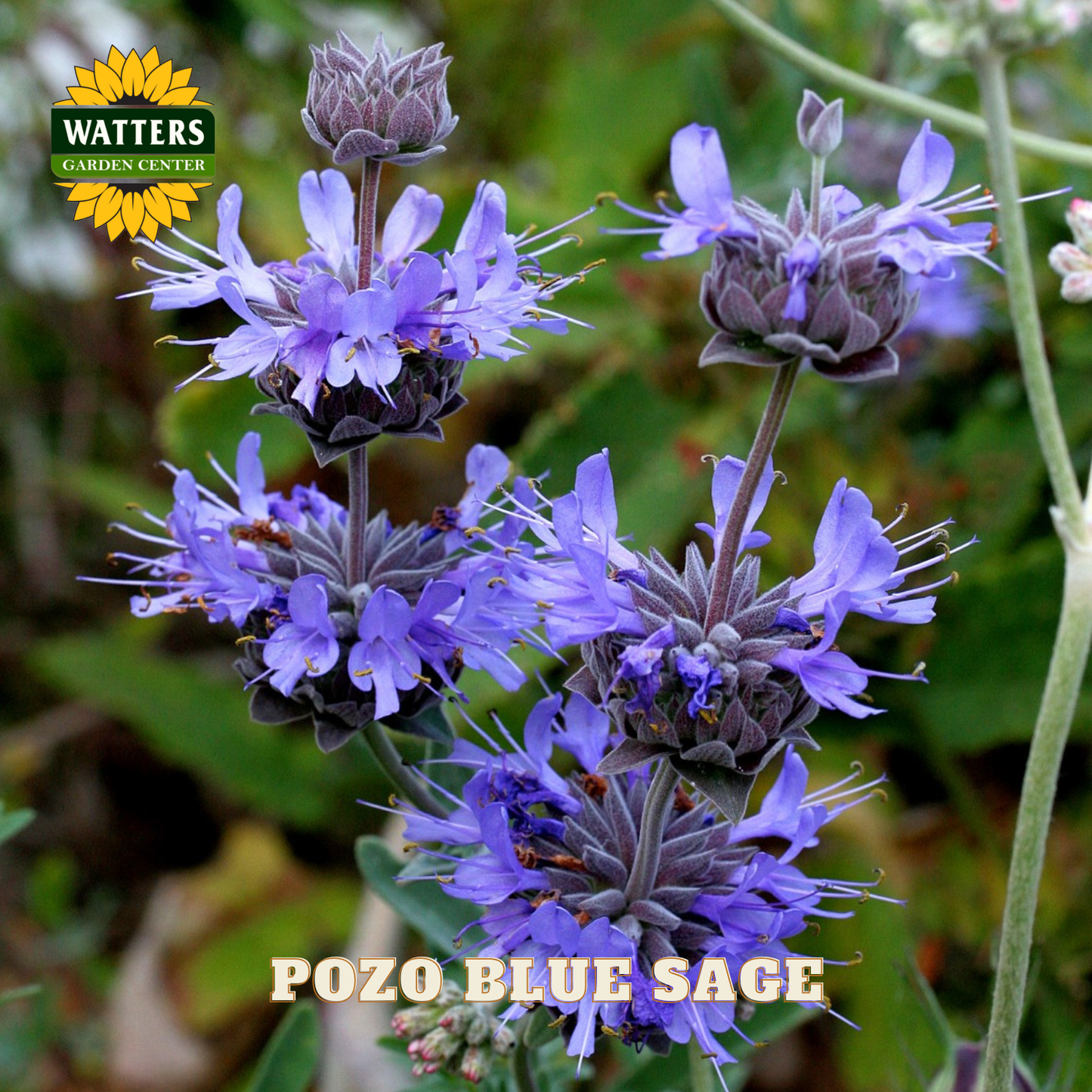 Pozo Blue Sage flowers with Watters Garden Center logo