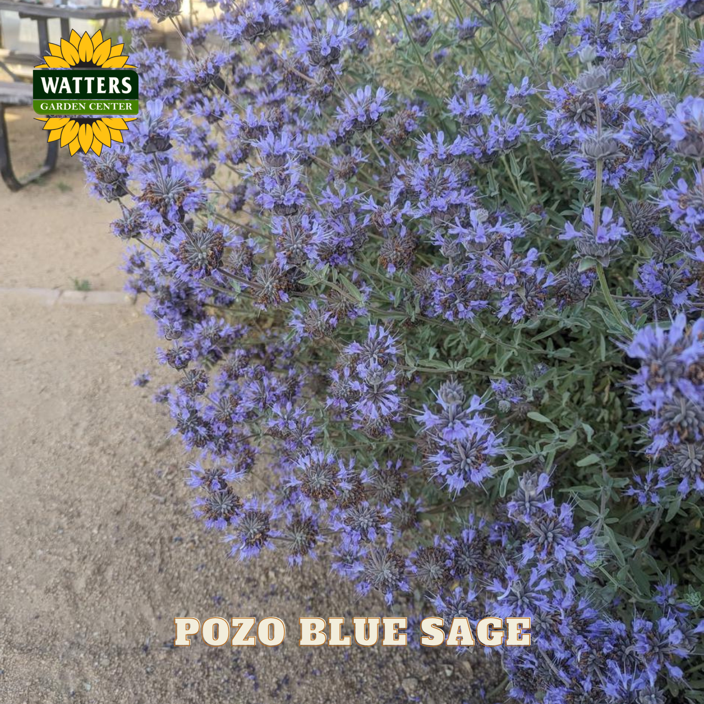 Pozo Blue Sage plant with Watters Garden Center logo in the corner.