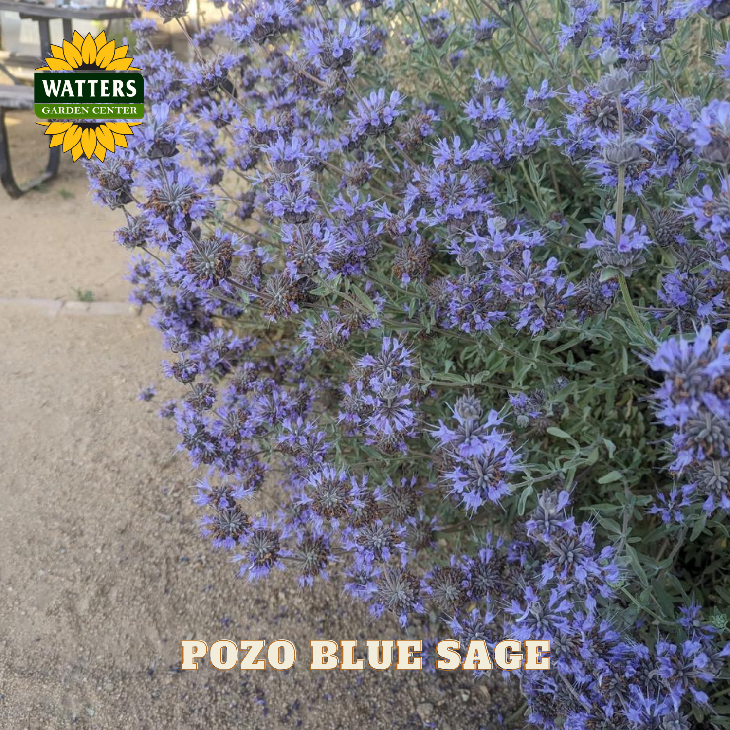 Pozo Blue Sage plant with Watters Garden Center logo in the corner.