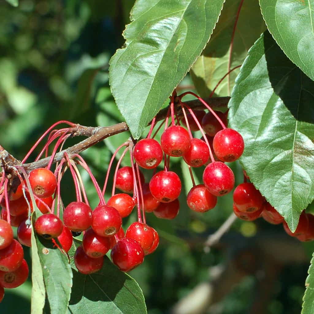 PRAIRIFIRE CRABAPPLE TREE 5gal