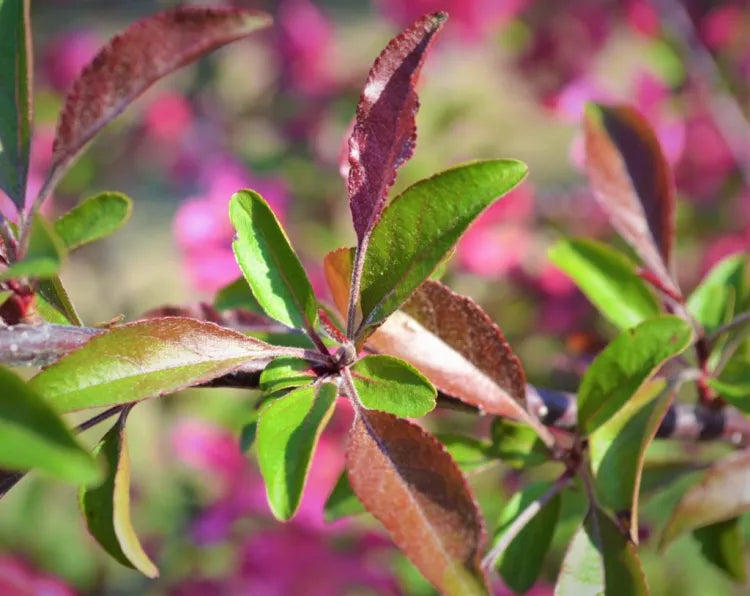 PRAIRIFIRE CRABAPPLE TREE 7gal
