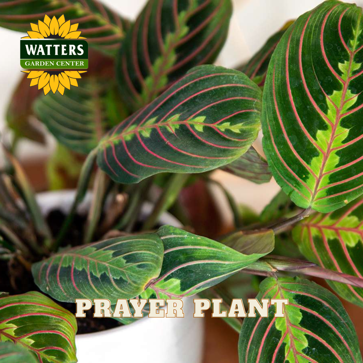 Prayer plant with red vein patterns, labeled 'Watters Garden Center' on a blurred background.