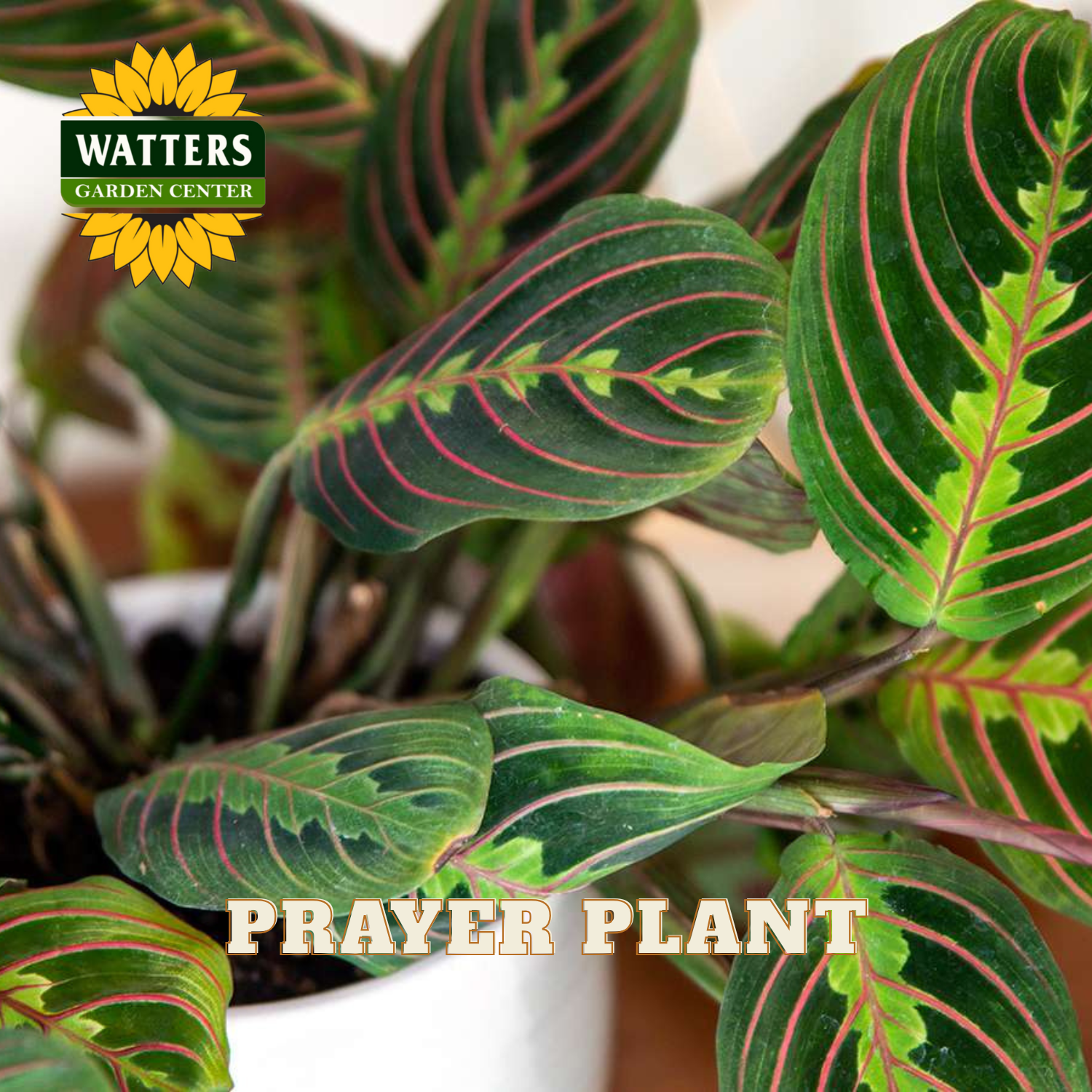 Prayer plant with red vein patterns, labeled 'Watters Garden Center' on a blurred background.