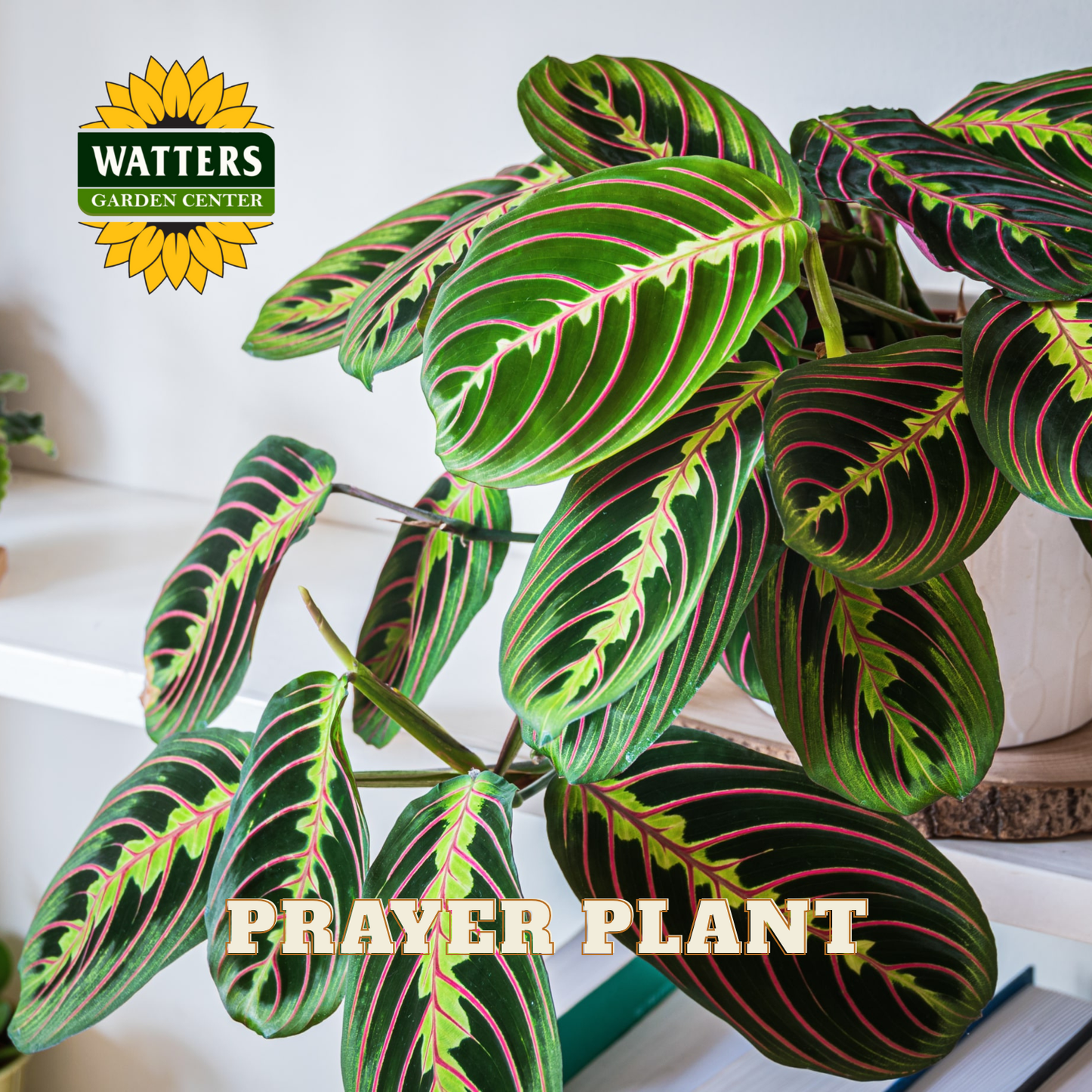 Prayer plant with Watters Garden Center logo in the corner