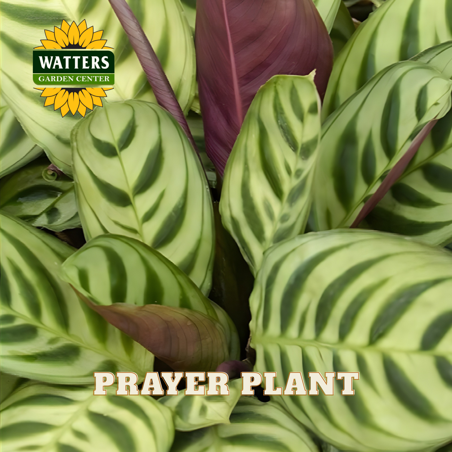Close-up of a prayer plant with Watters Garden Center logo.