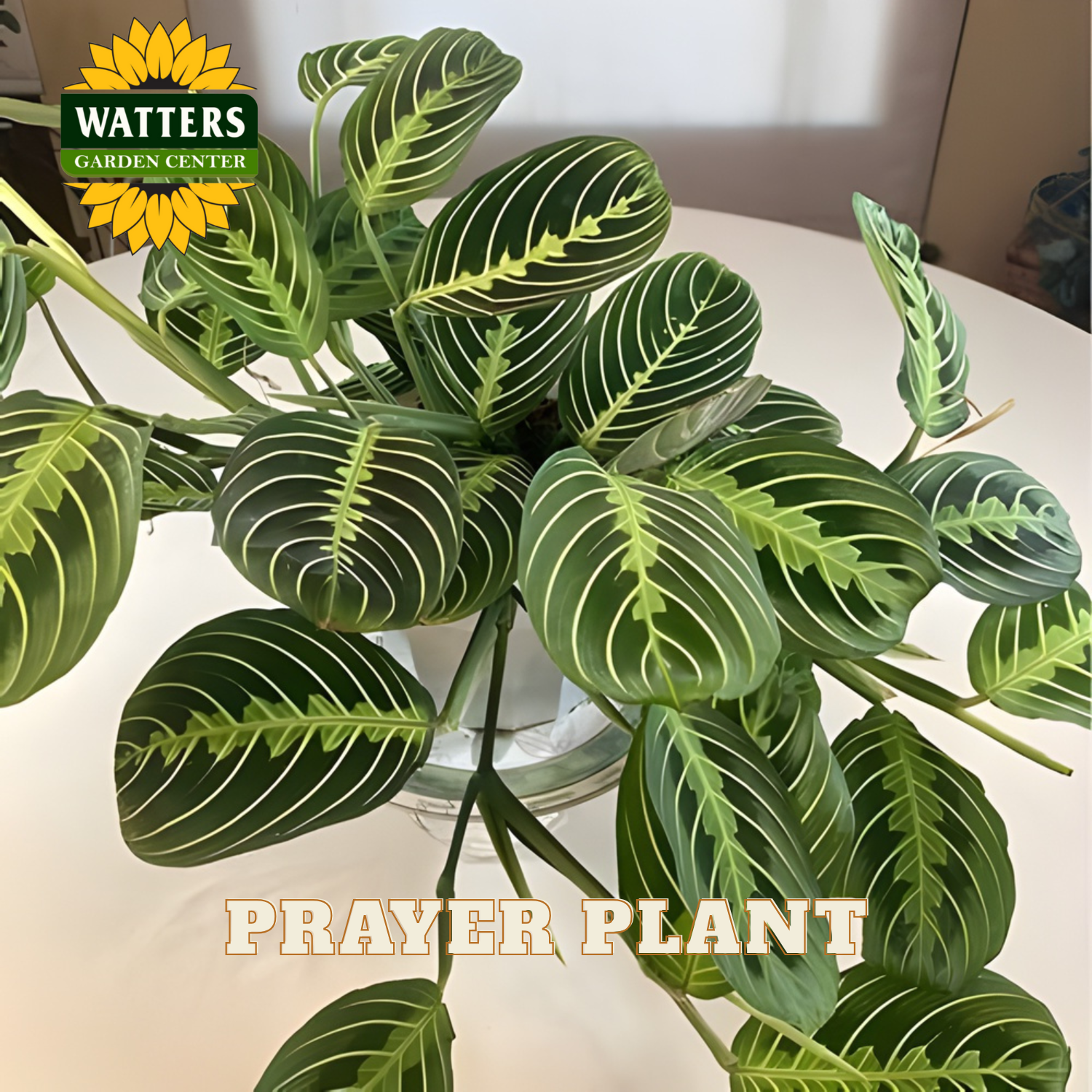Prayer plant with Watters Garden Center branding in the corner.
