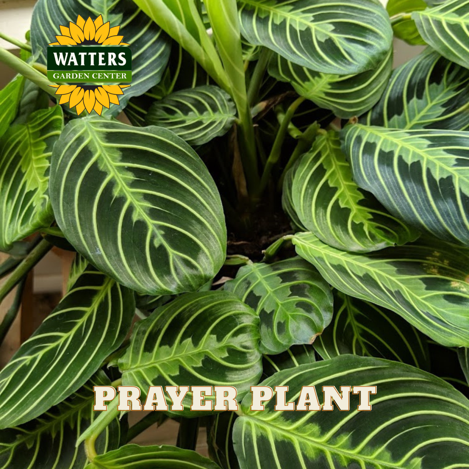 Prayer plant with Watters Garden Center logo
