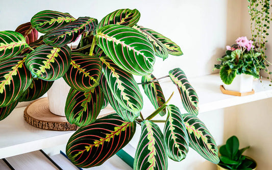 RED PRAYER PLANT 6in