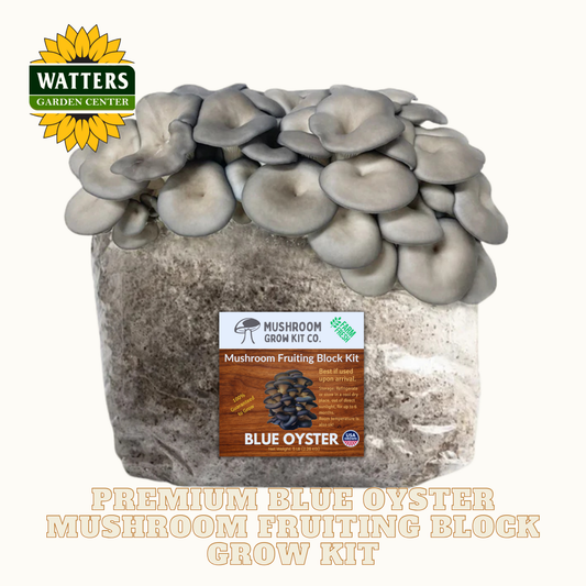 Mushroom grow kit with labeled brand on a white background