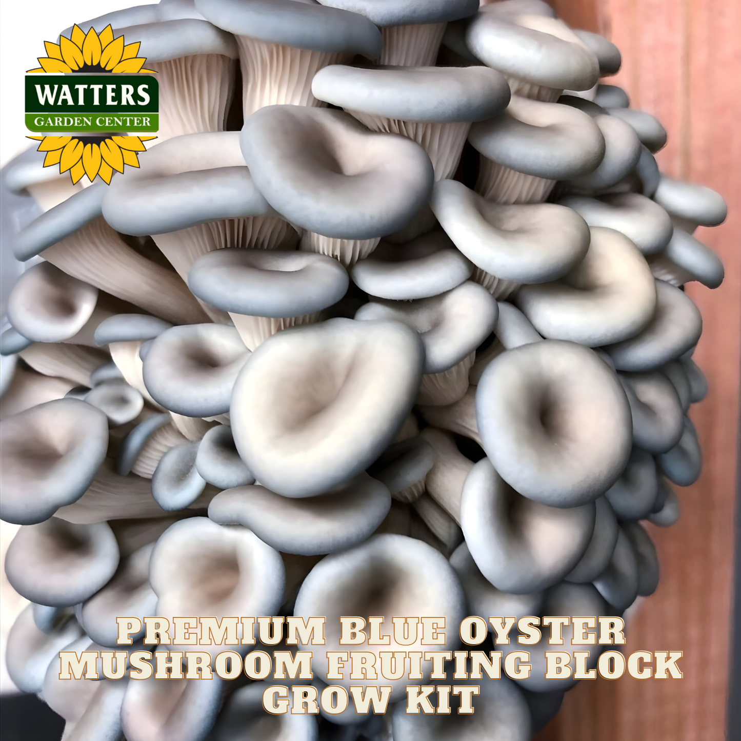 Blue oyster mushrooms with Watters Garden Center logo and text about mushroom fruiting block grow kit.