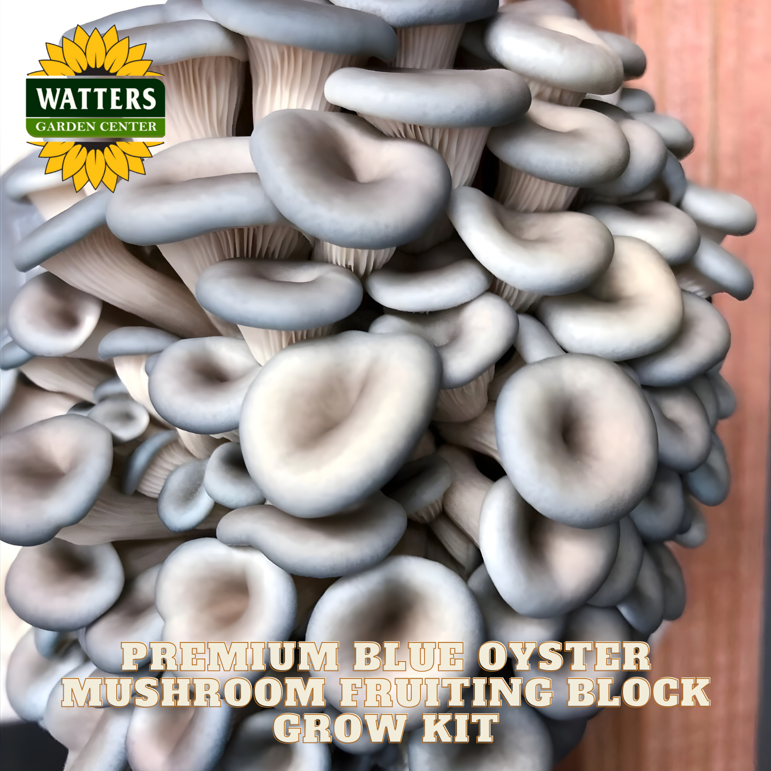 Blue oyster mushrooms with Watters Garden Center logo and text about mushroom fruiting block grow kit.