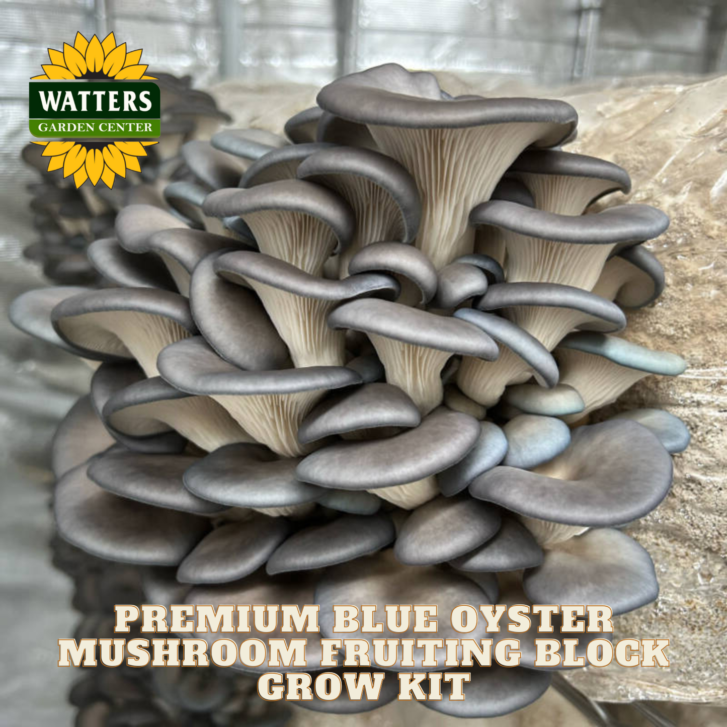 Blue oyster mushrooms on a fruiting block with Watters Garden Center branding.