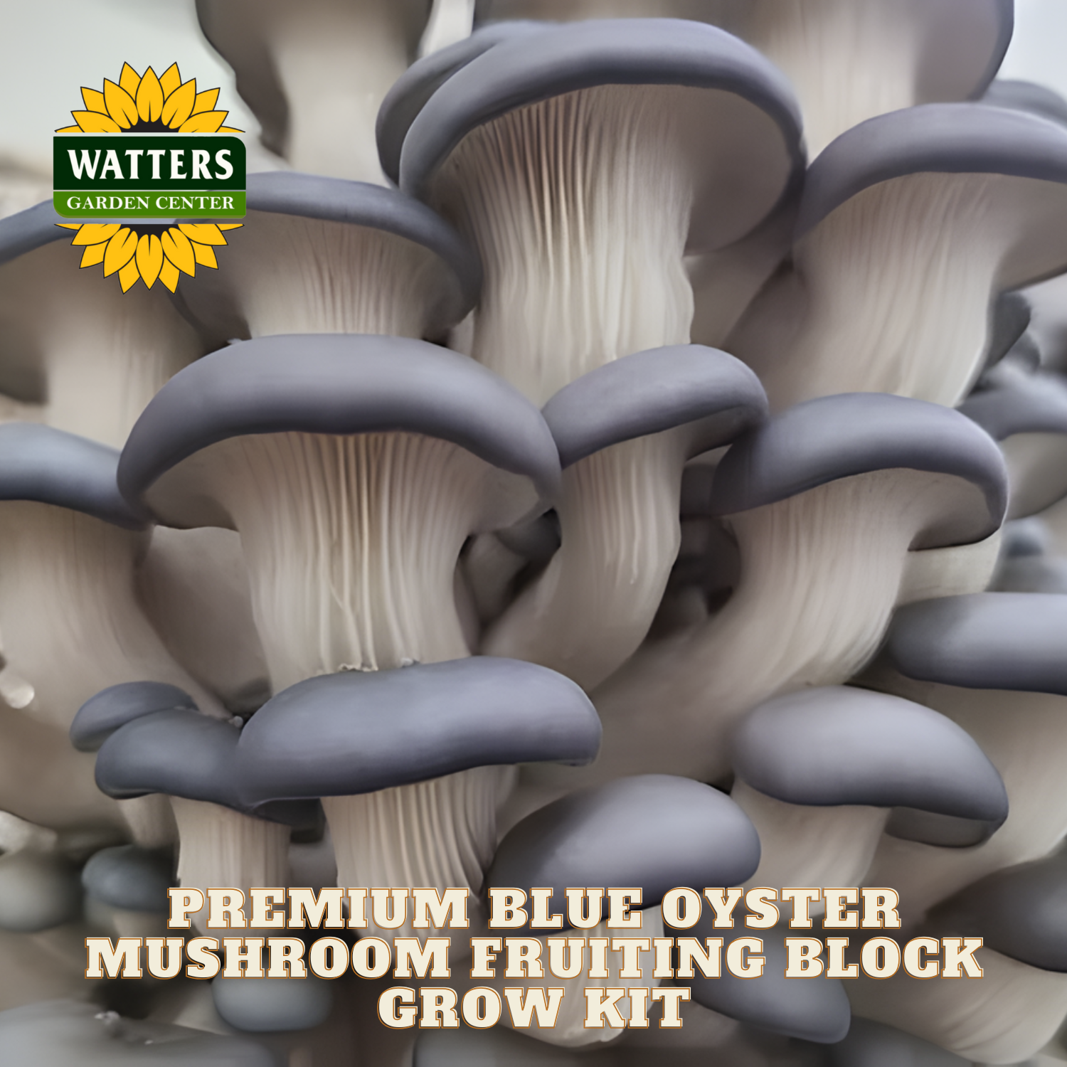 Blue oyster mushrooms with Watters Garden Center logo and product text.
