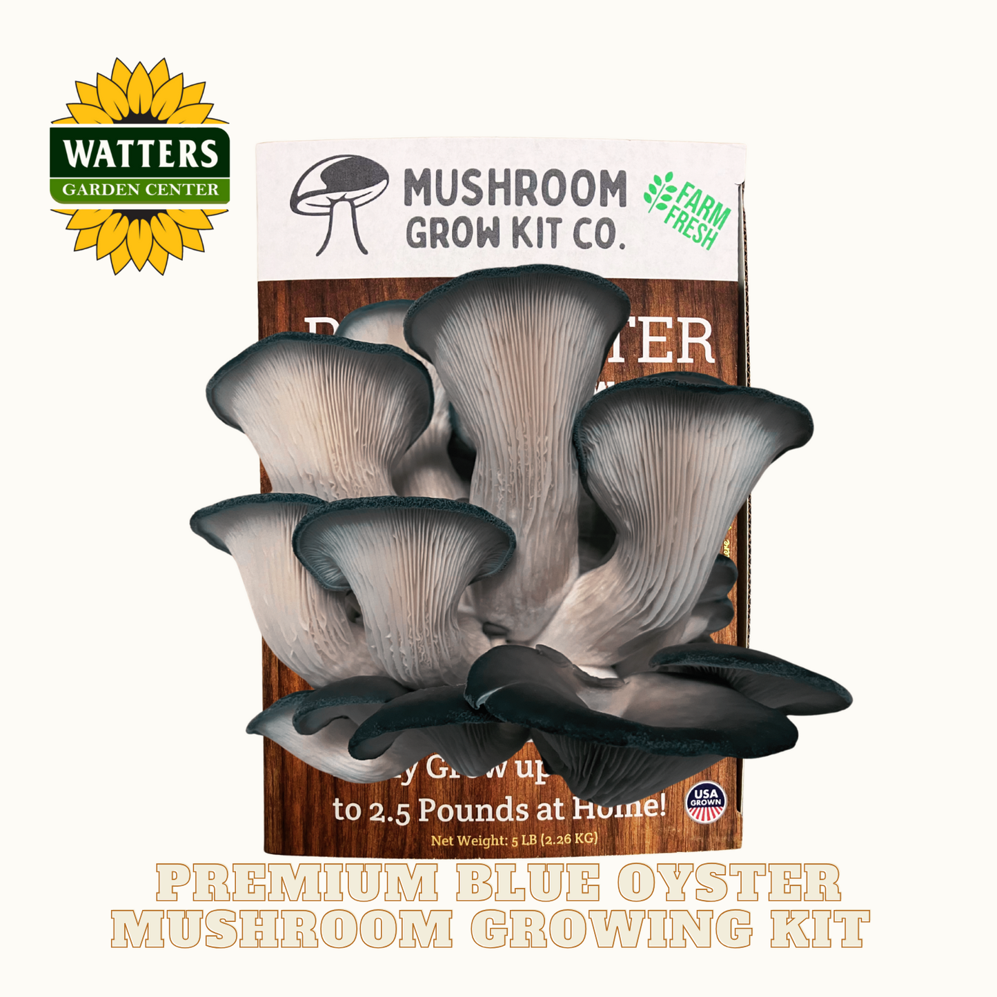 Mushroom grow kit packaging with blue oyster mushrooms on a white background