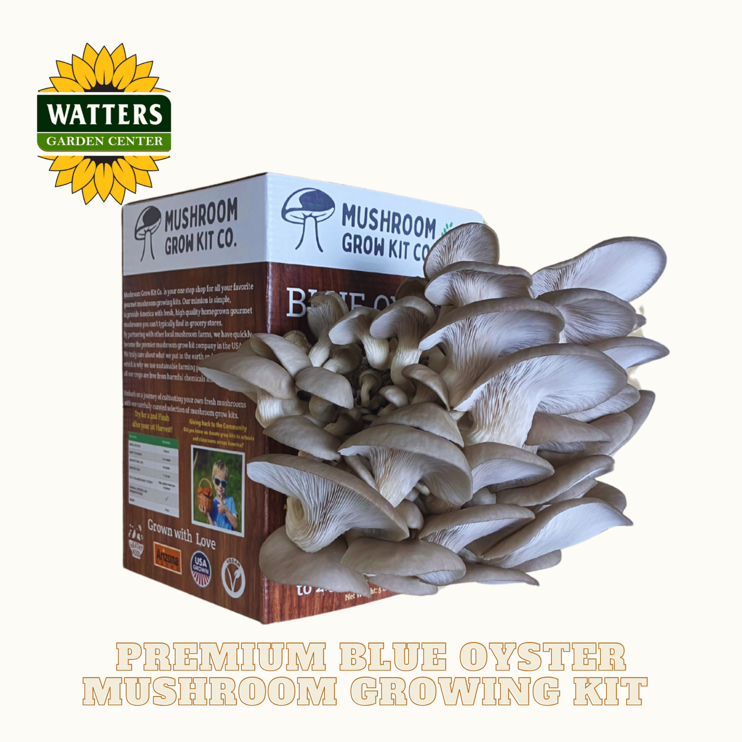 Mushroom grow kit with blue oyster mushrooms displayed in front of a branded box.