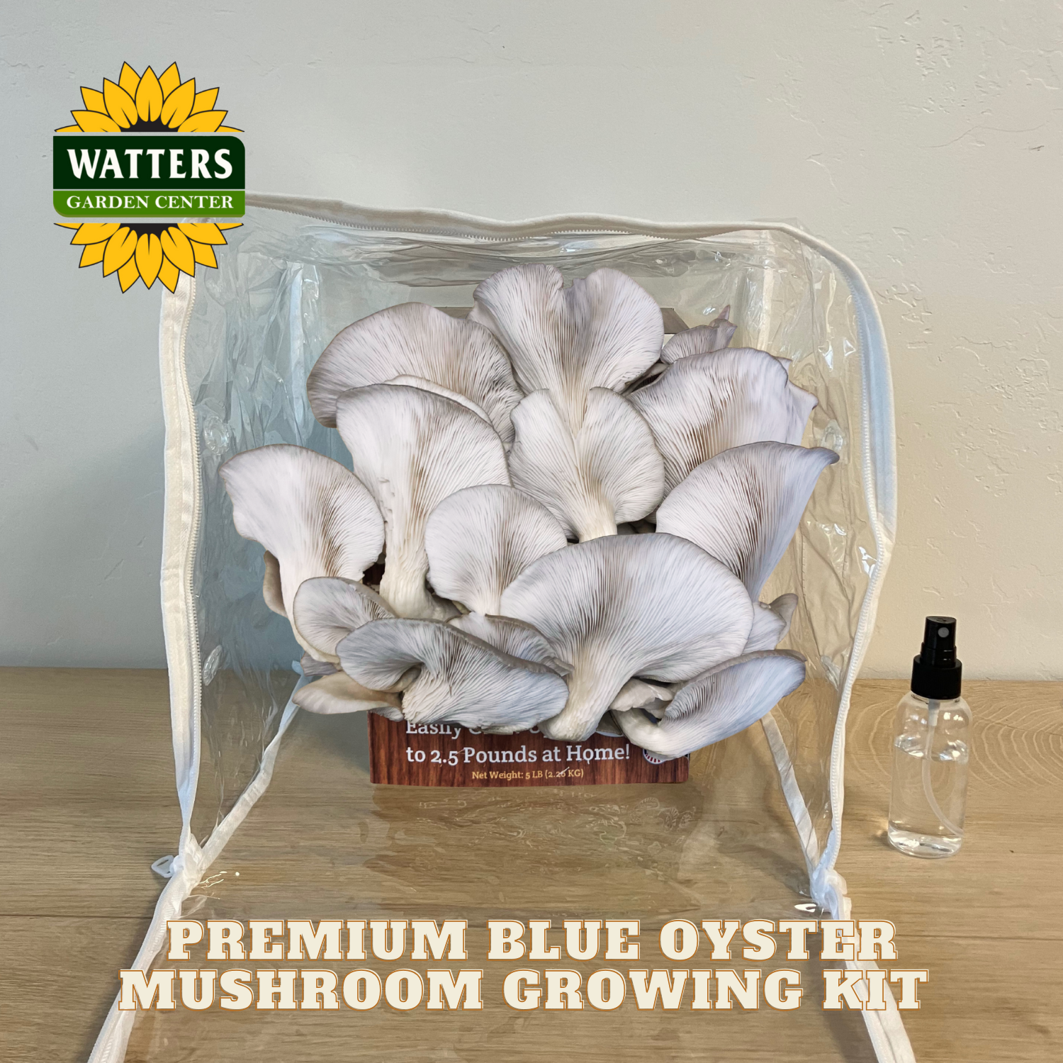 Watters Garden Center premium blue oyster mushroom growing kit on a wooden surface.