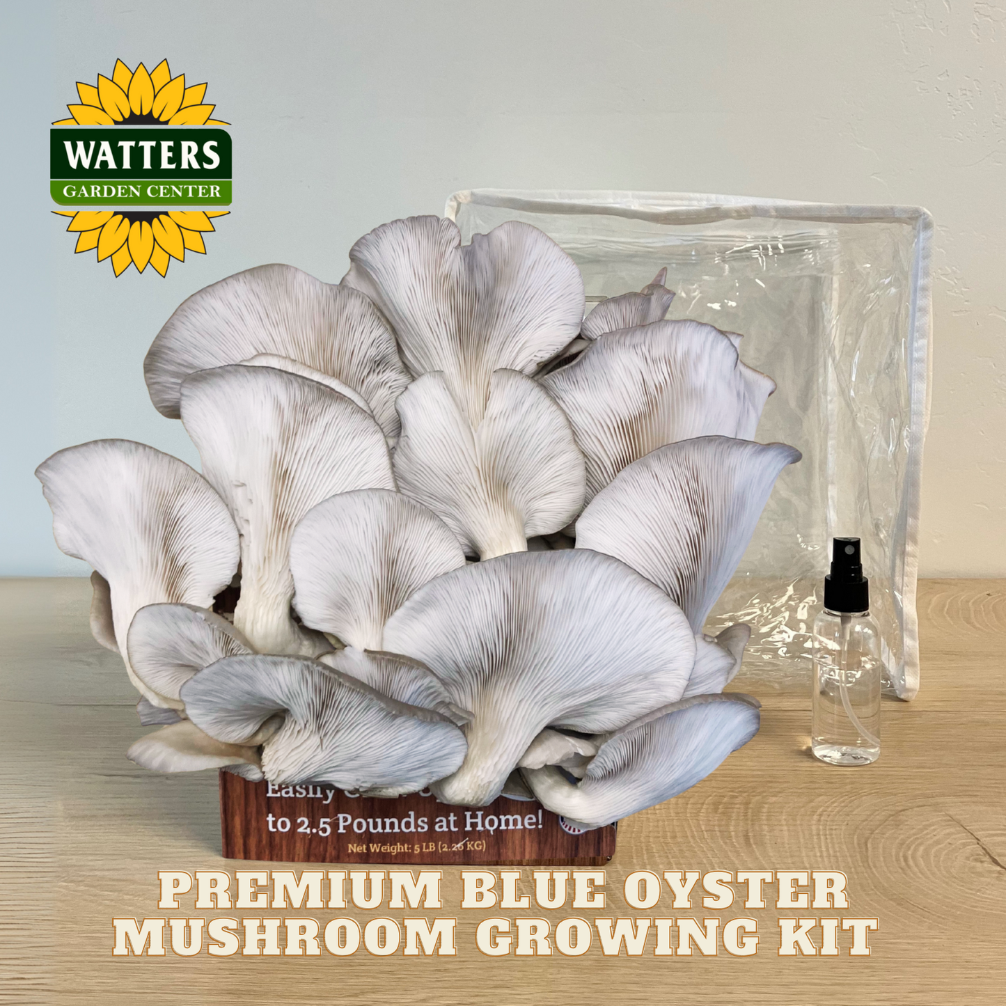 Blue oyster mushroom growing kit with packaging and spray bottle on a wooden surface, featuring Watters Garden Center branding.