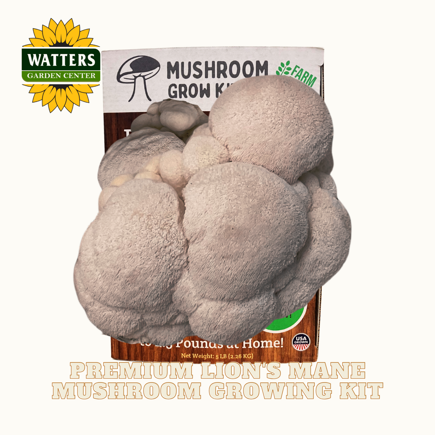 Mushroom growing kit with lion's mane mushrooms on a white background, featuring Watters Garden Center branding.
