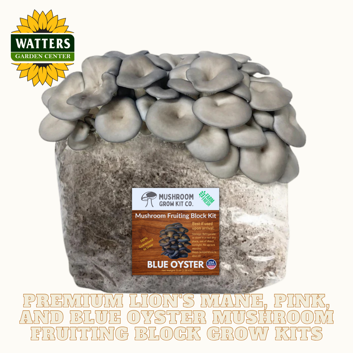 Blue Oyster Mushroom Fruiting Block Kit with Watters Logo on White background.