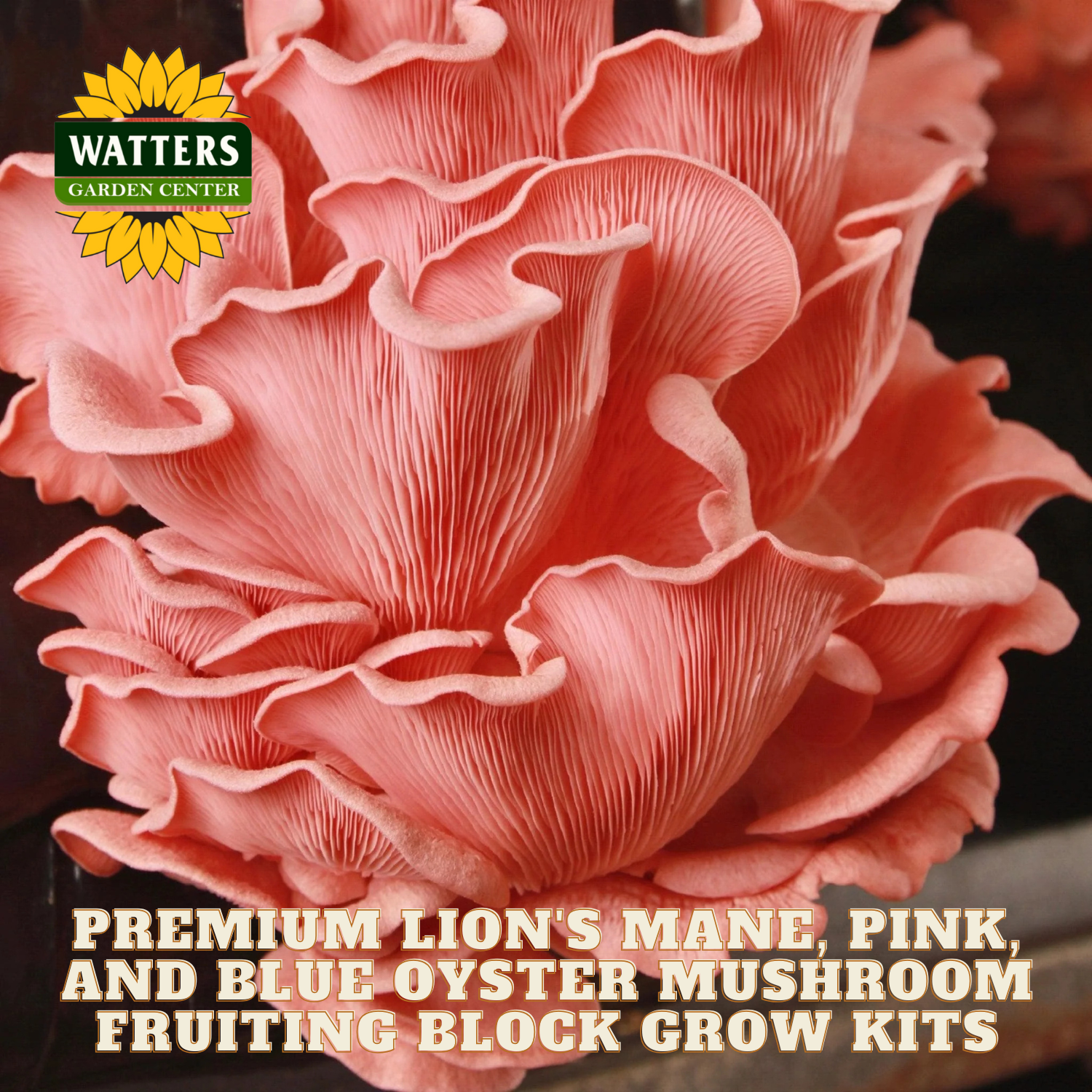 Close-up of pink lion's mane mushroom with Watters Garden Center branding.