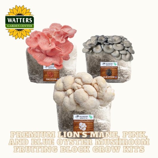 Three mushroom fruiting block grow kits with labels on a white background, featuring Watters Garden Center branding.