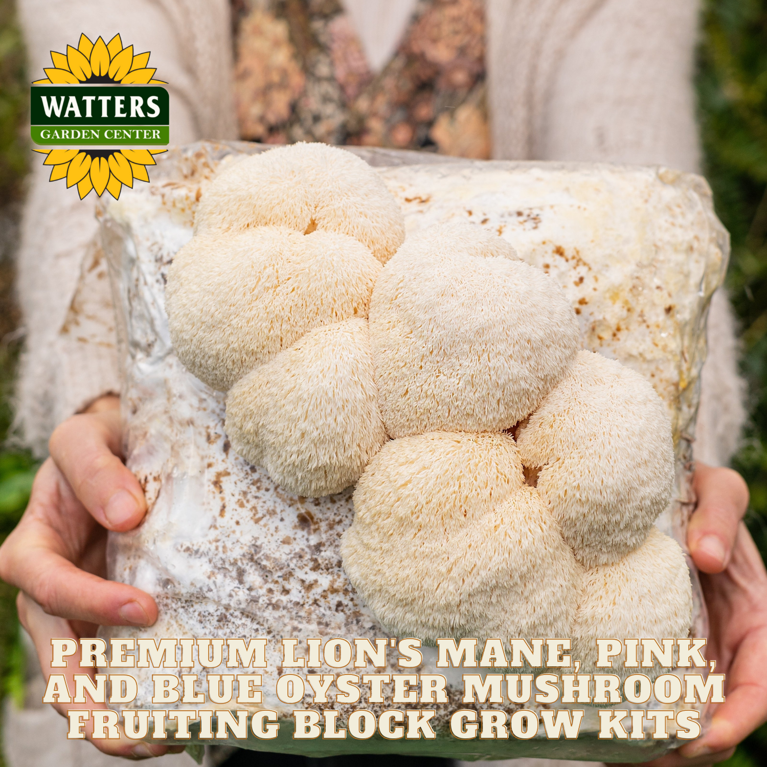Mushroom fruiting block grow kit held by a person with Watters Garden Center branding.