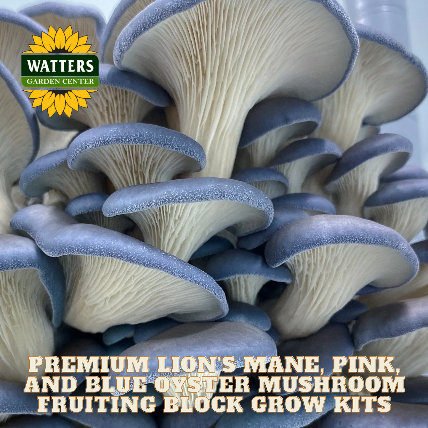 Mushroom fruiting block with Watters Garden Center logo and text about mushroom kits.