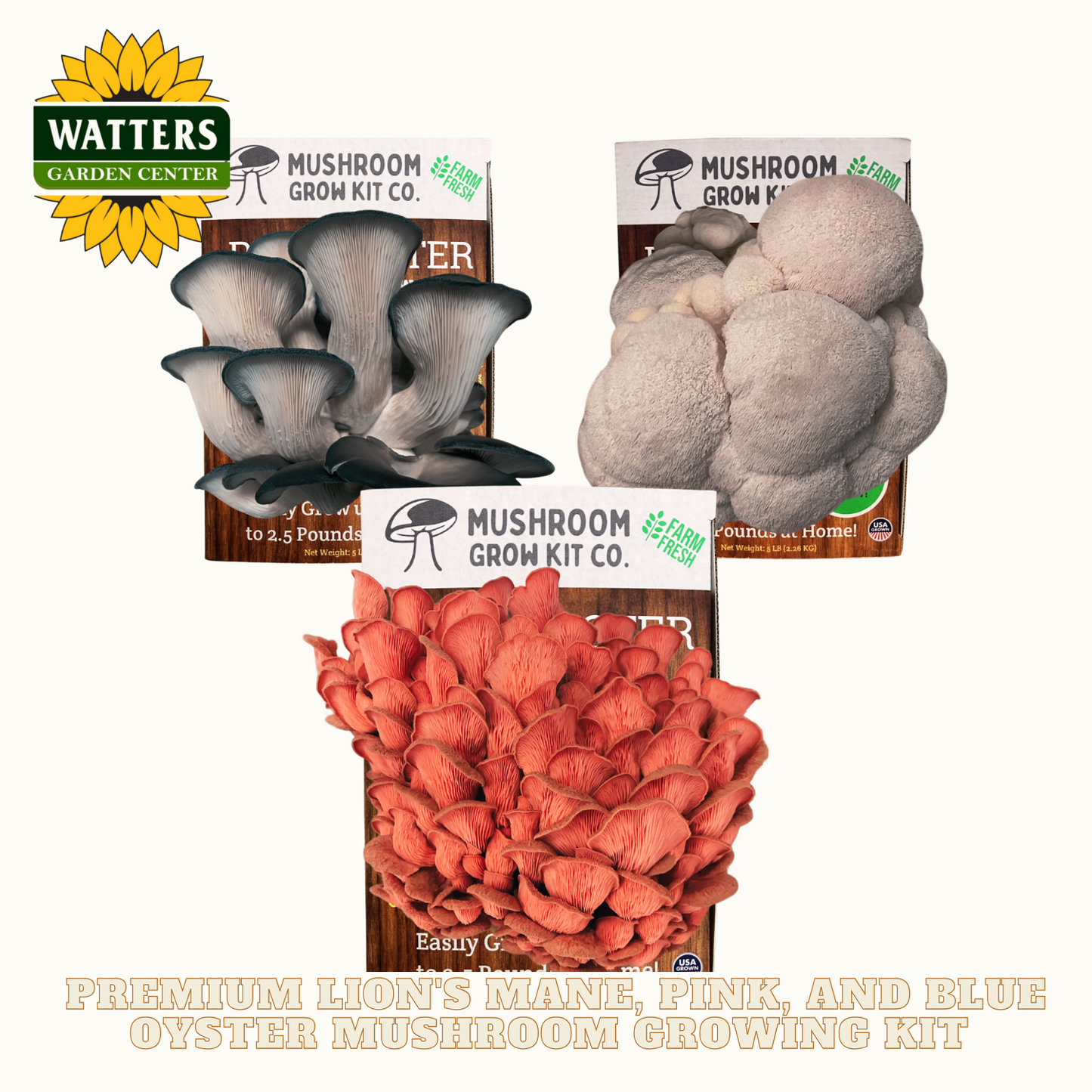 Mushroom grow kit with different types of mushrooms on a white background