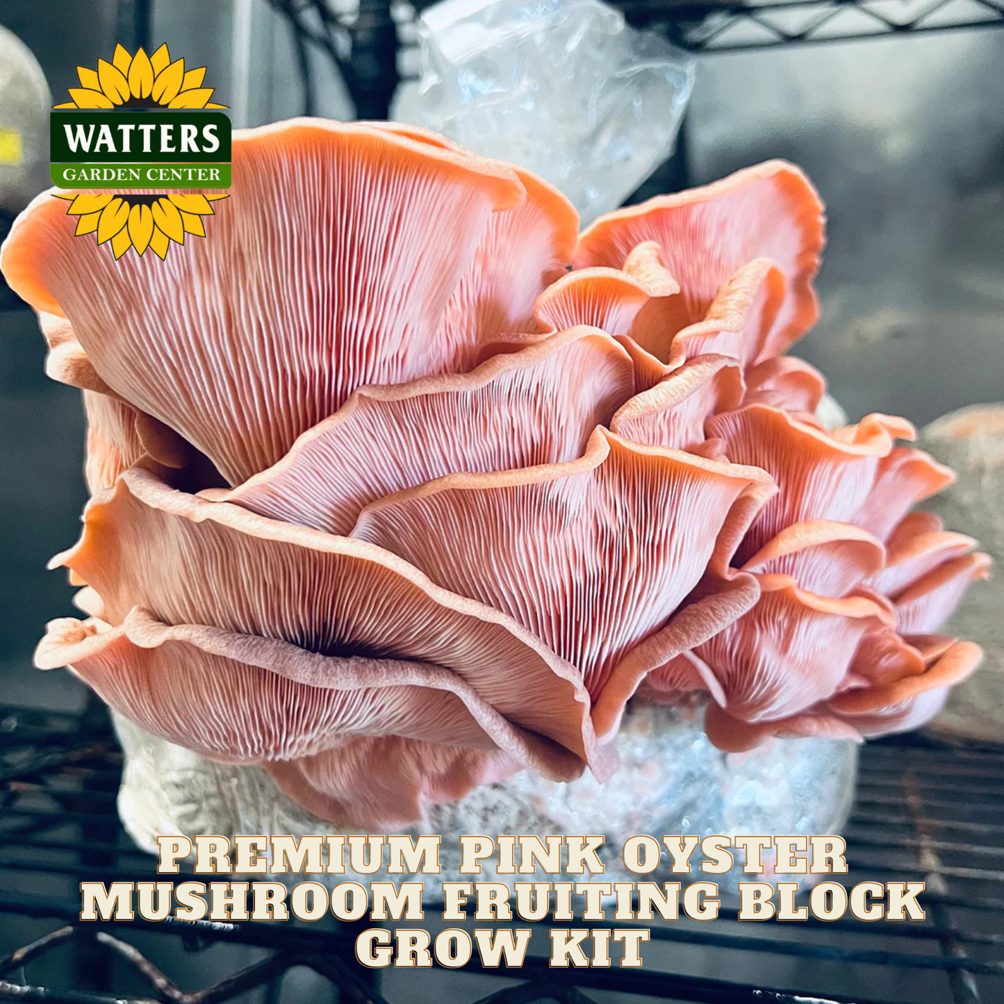 Pink oyster mushrooms on a Watters Garden Center branded fruiting block grow kit.