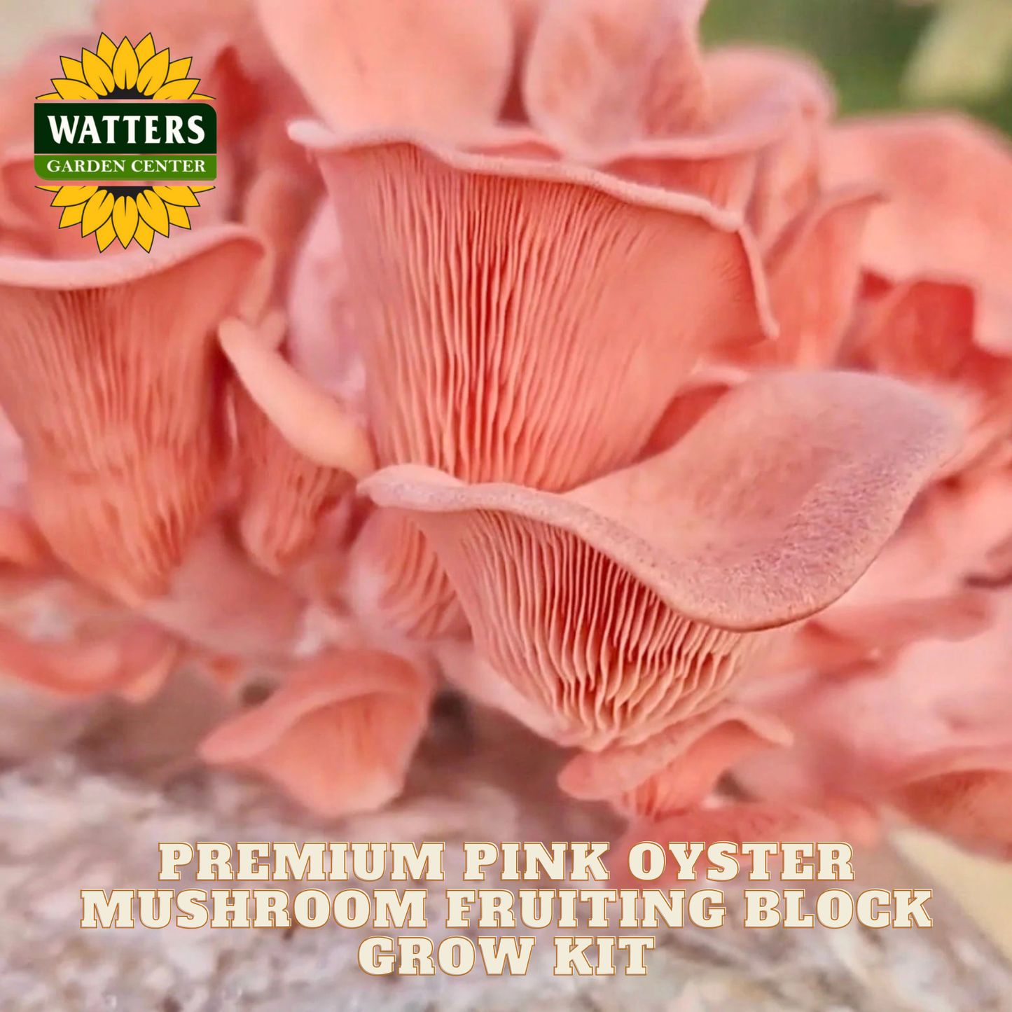 Pink oyster mushrooms with Watters Garden Center logo and product name text.