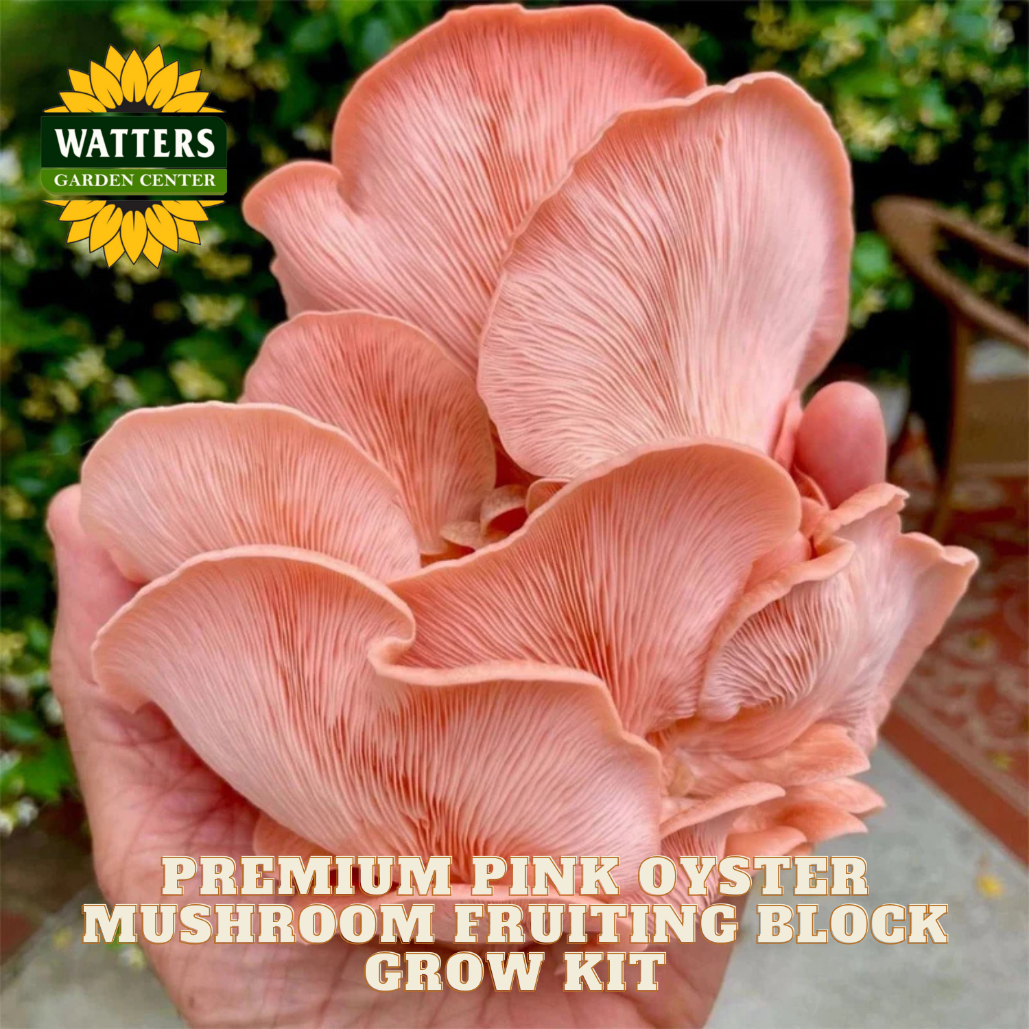 Pink oyster mushrooms held in a hand with Watters Garden Center branding.