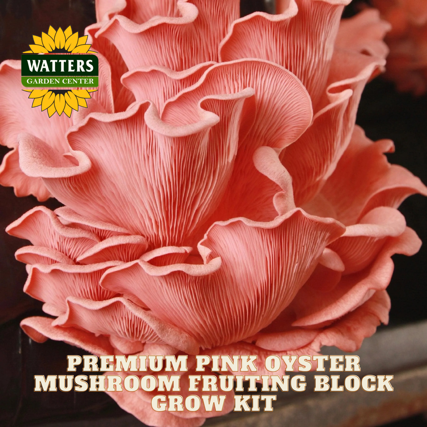Pink oyster mushroom fruiting block with Watters Garden Center branding.