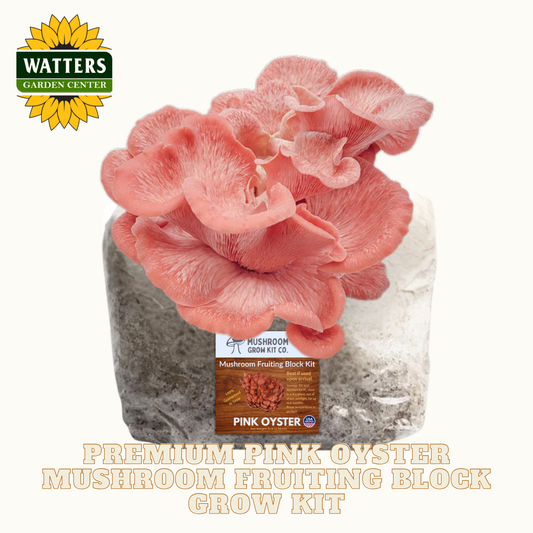 Pink oyster mushroom fruiting block with Watters Garden Center logo on a white background