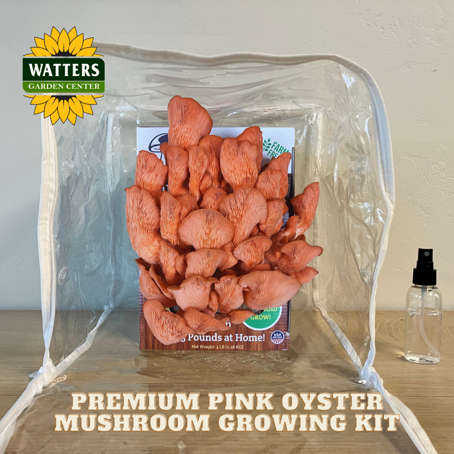 Pink oyster mushroom growing kit with Watters Garden Center logo on a clear plastic bag.