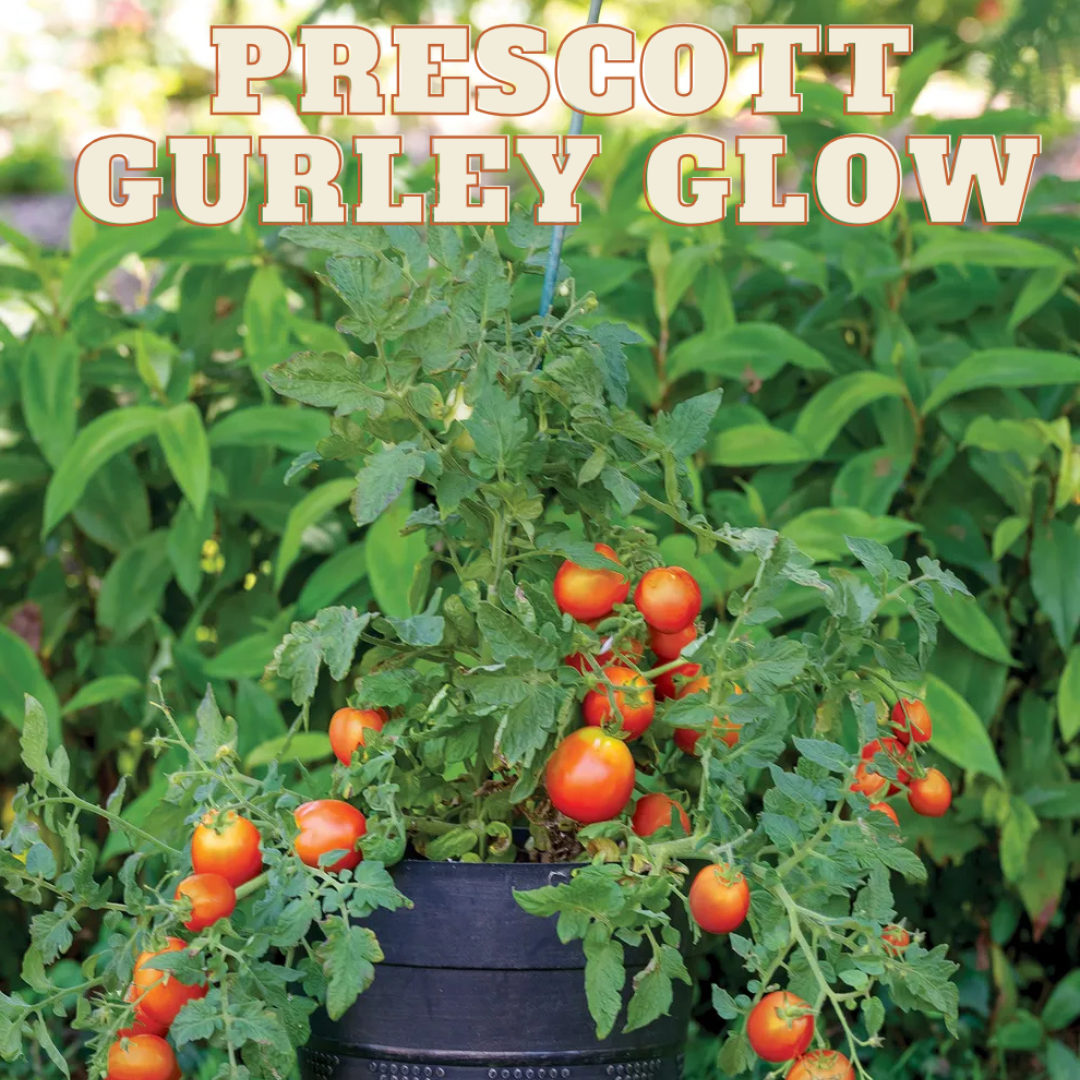 Prescott Gurley Glow Tomato - Pre Order