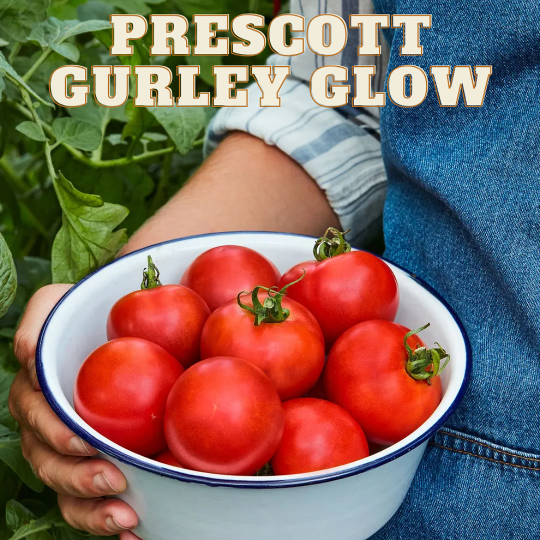 Prescott Gurley Glow Tomato - Pre Order