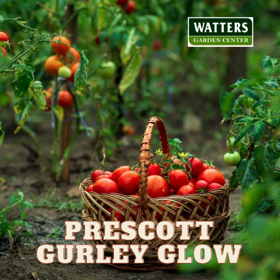 Prescott Gurley Glow Tomato - Pre Order