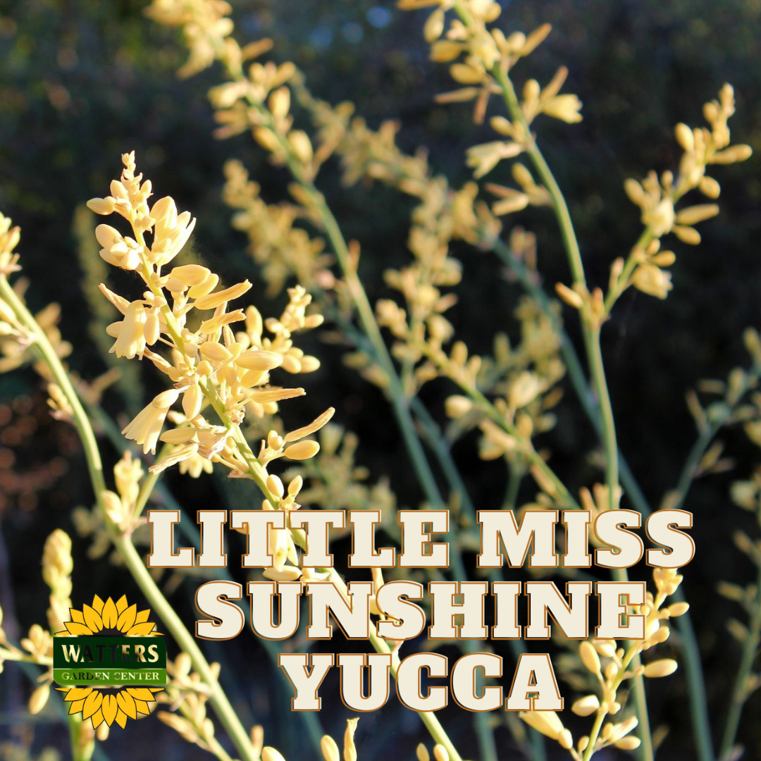 Yucca 'Little Miss Sunshine'