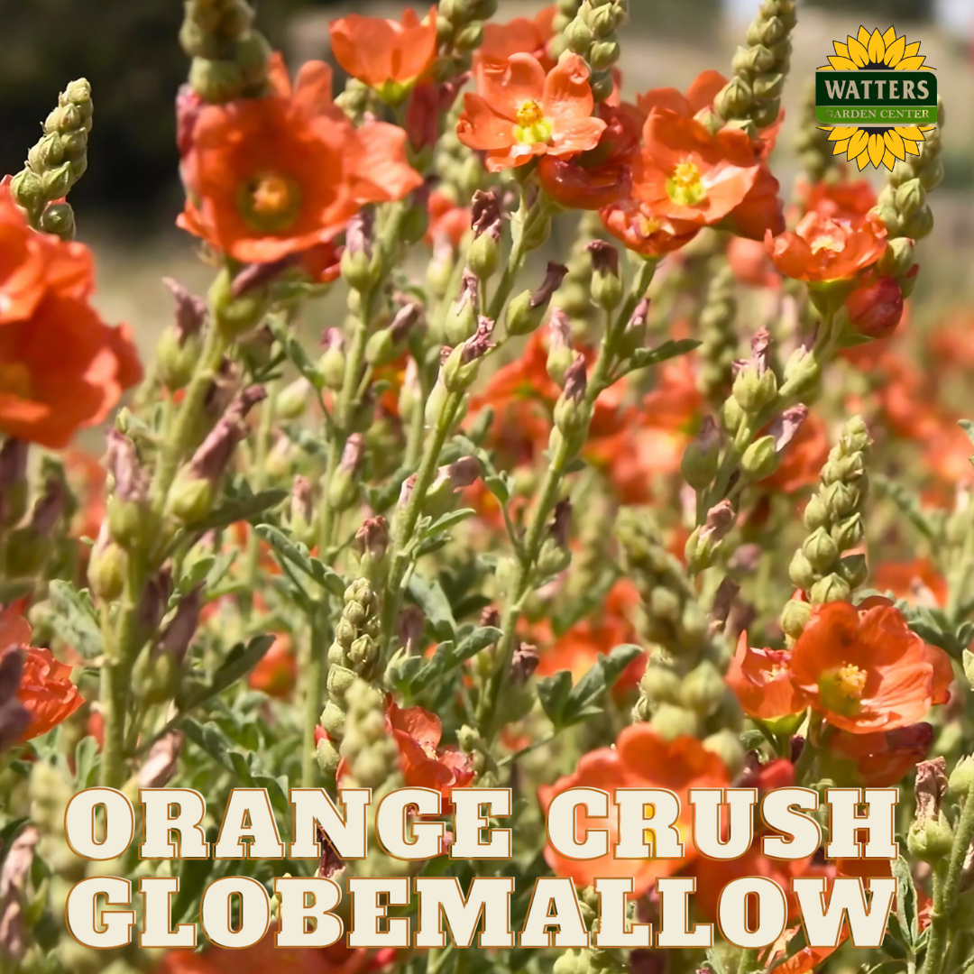 Globemallow Orange Crush